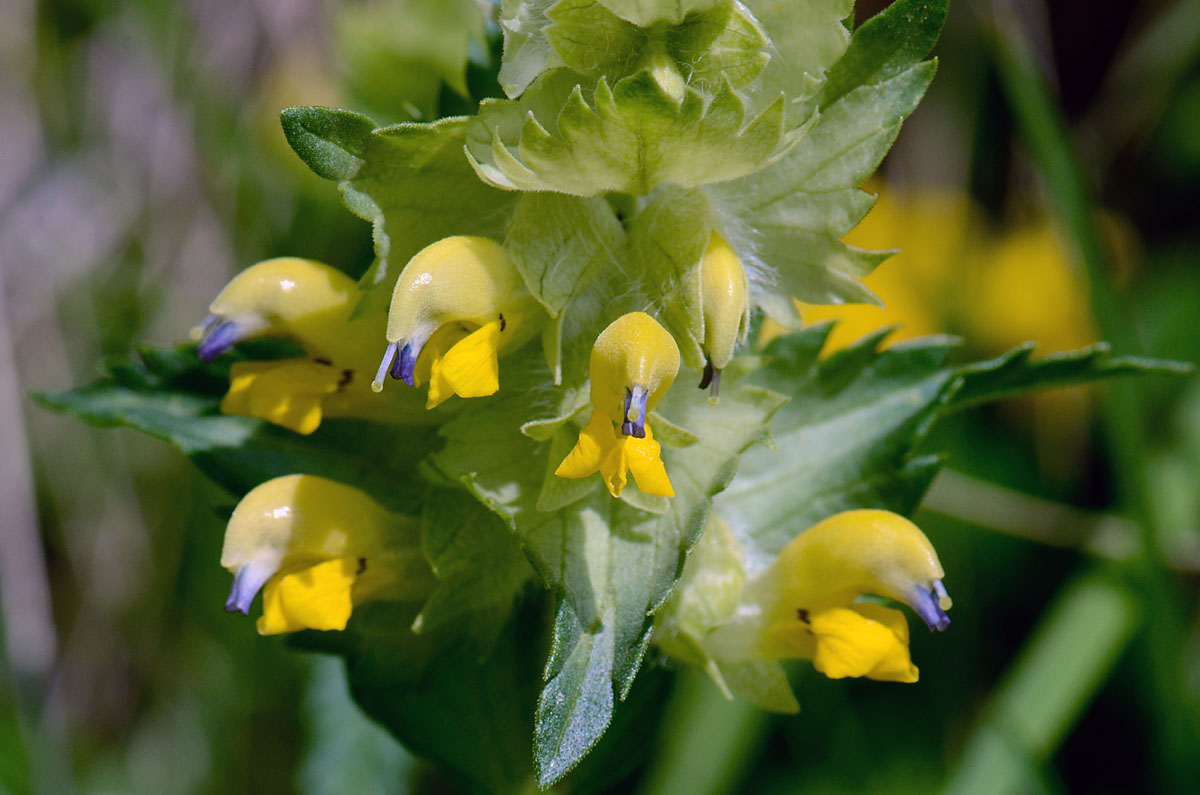 Rhinanthus alectorolophus / Cresta di gallo comune